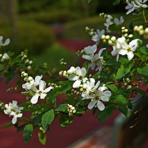white flowers with olive center, yellow buds, green leaves and brown-green branches
