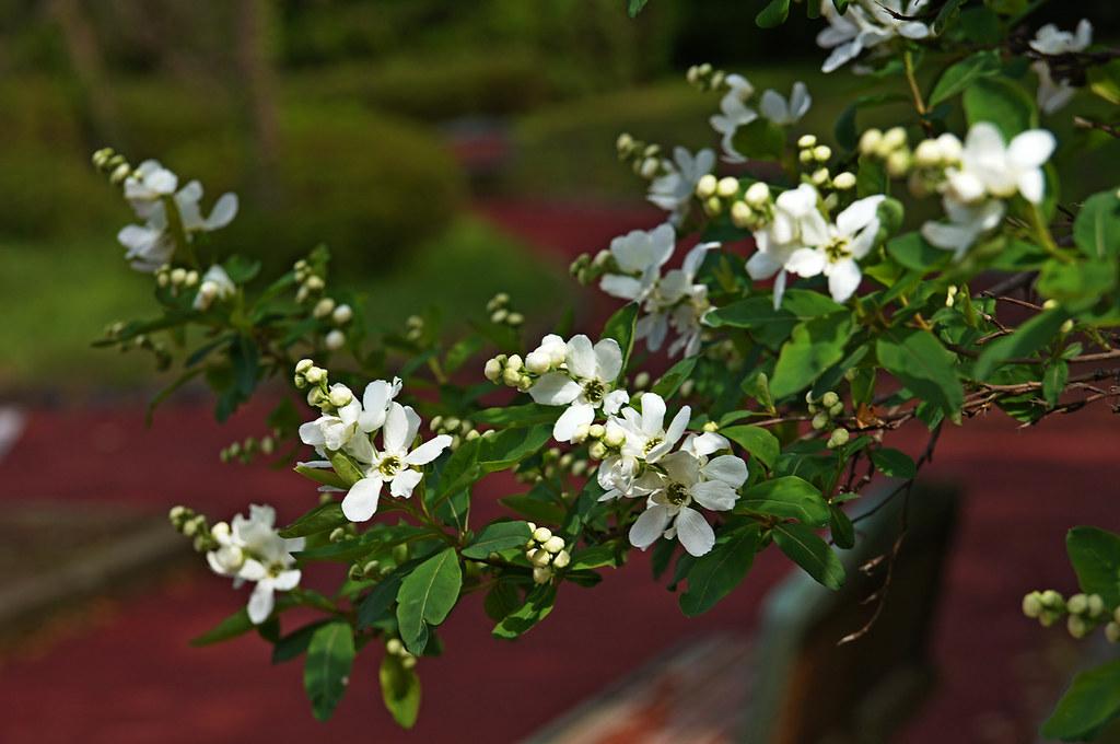 white flowers with olive center, yellow buds, green leaves and brown-green branches