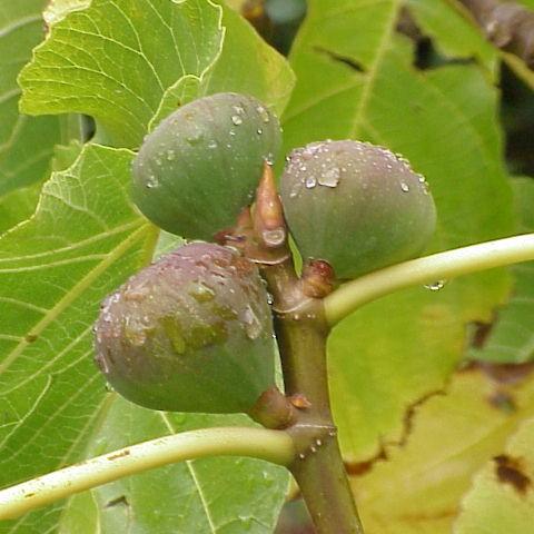 lime leaves with yellow veins, green-pink fruits, and yellow-olive branches