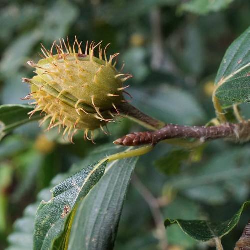 spiky, pale-green fruit with dark green leaves and dark brown stem