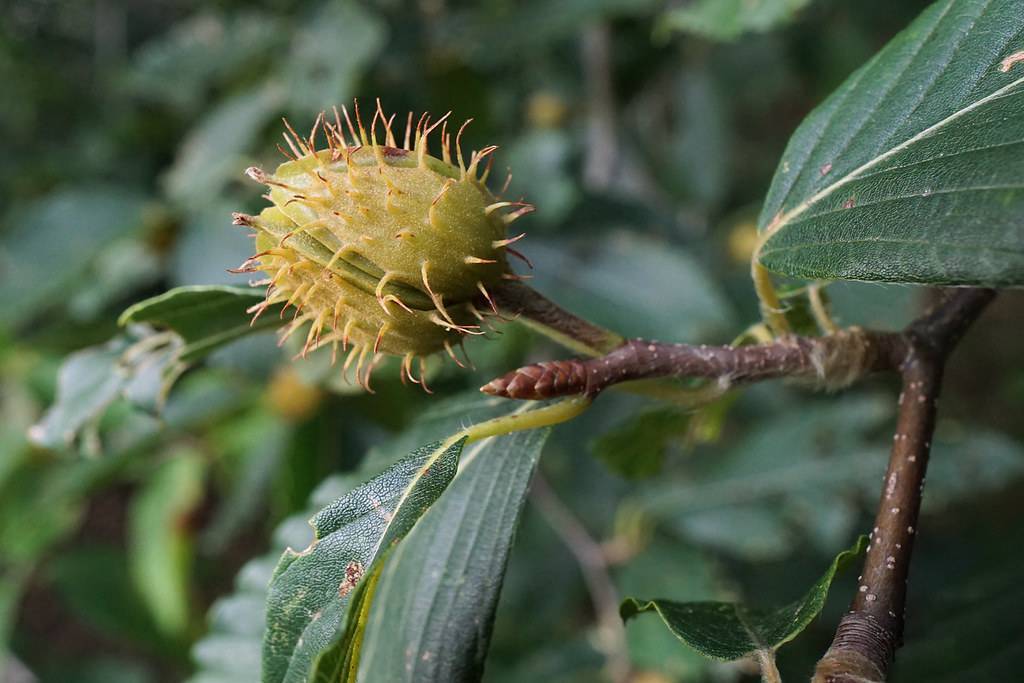 spiky, pale-green fruit with dark green leaves and dark brown stem