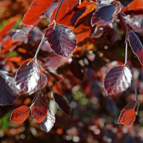 orange-burgundy leaves and white-gray branches