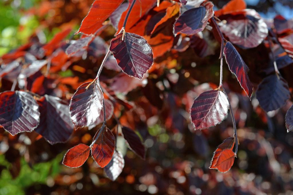 orange-burgundy leaves and white-gray branches 