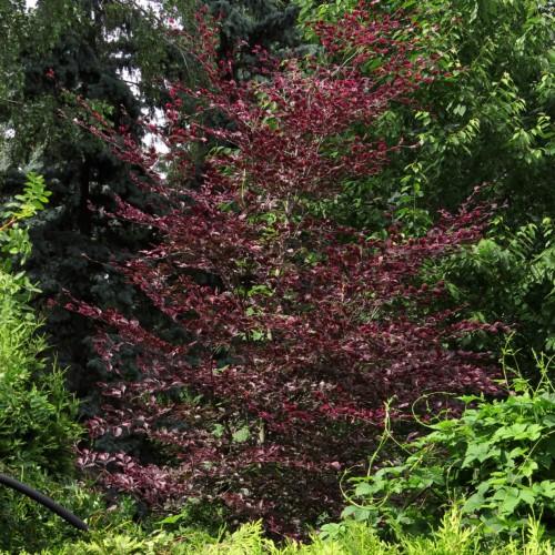 burgundy-green foliage with burgundy branches