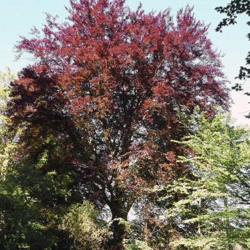 burgundy-brown foliage with brown branches and trunk
