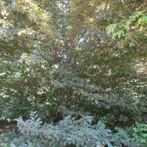 bushy tree with blue-green leaves and brown stems
