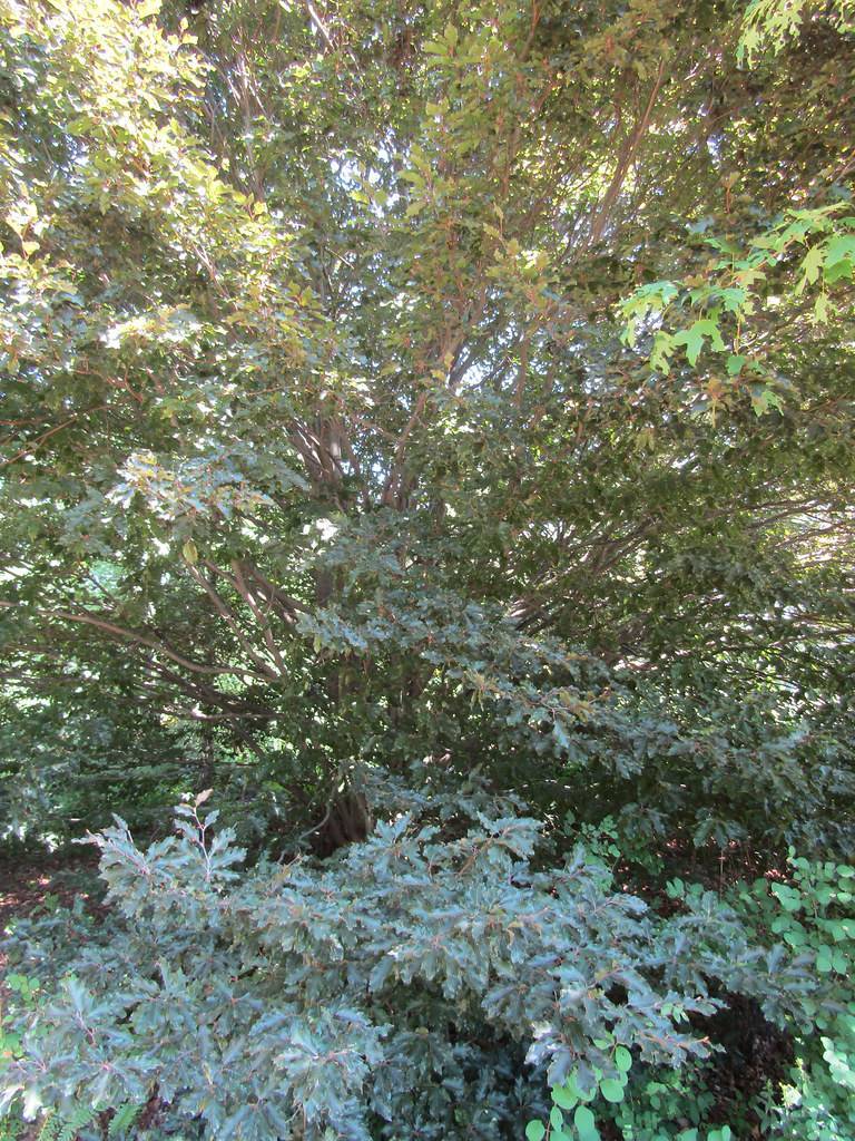 bushy tree with blue-green leaves and brown stems