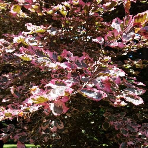pink-brown foliage with brown stems