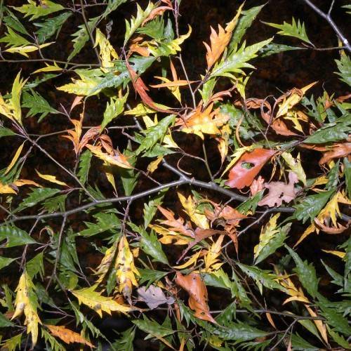 deeply lobed, narrow, green, and golden-brown leaves along dark green stems