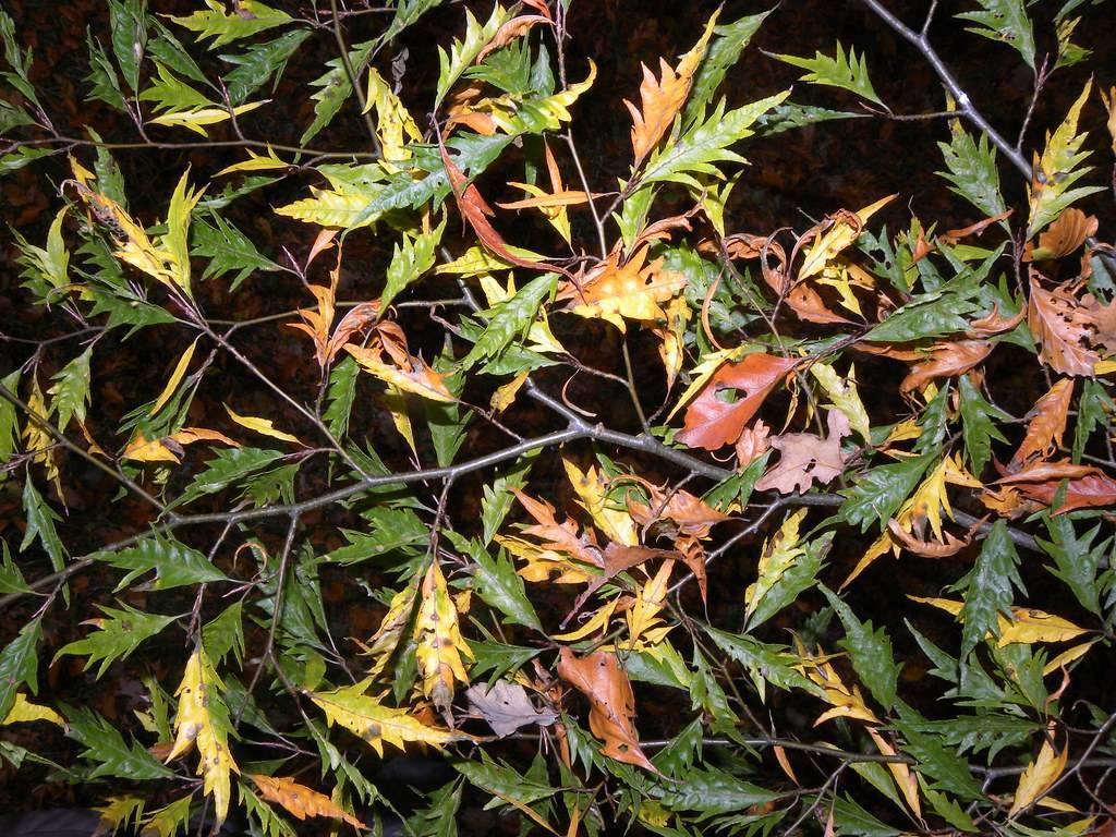 deeply lobed, narrow, green, and golden-brown leaves along dark green stems