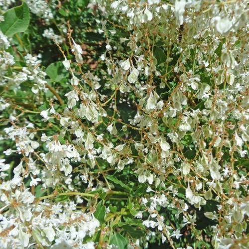 small, white flowers with green leaves and brown stems