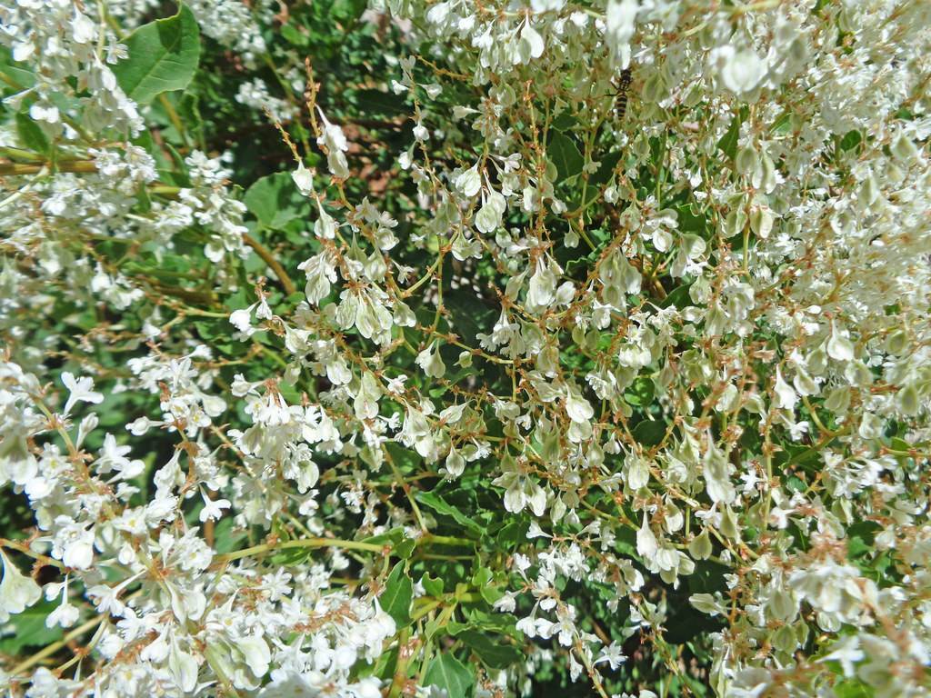 small, white flowers with green leaves and brown stems