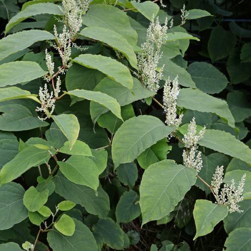 white, cob-shaped flowers with green stems and dark green oval-shaped leaves