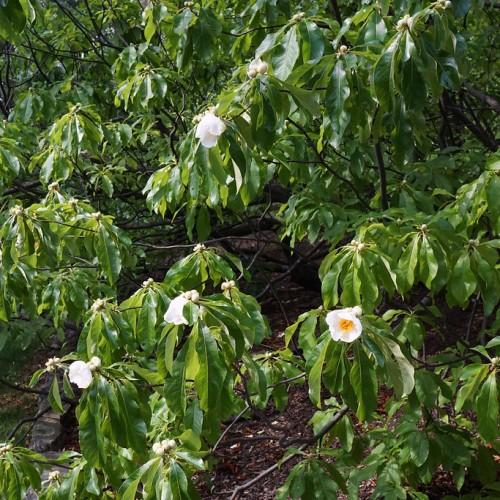 Various brown twigs, brown branches, having dark-green leaves and white flowers with yellow pistils.