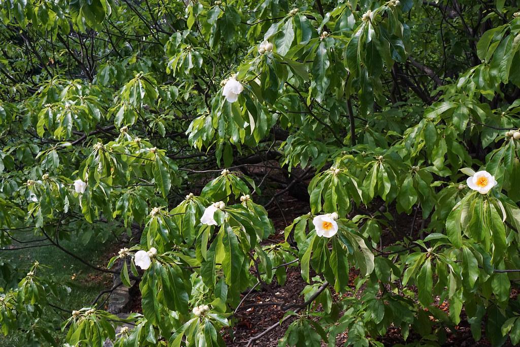 Various brown twigs, brown branches, having dark-green leaves and  white flowers with yellow pistils.