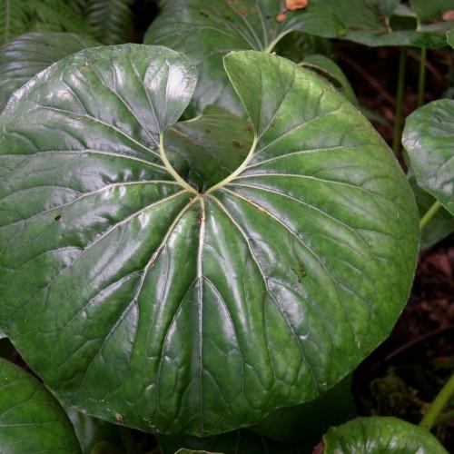 dark-green foliage with lime stems