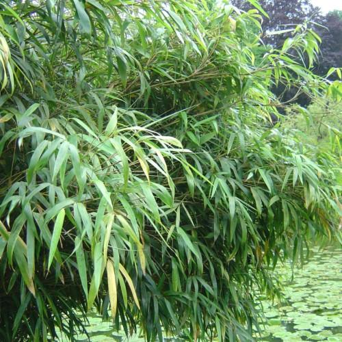 yellow-green foliage with green-beige stems