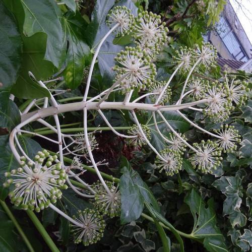 clusters of small creamy-white flowers and large, deep green leaves, white stems
