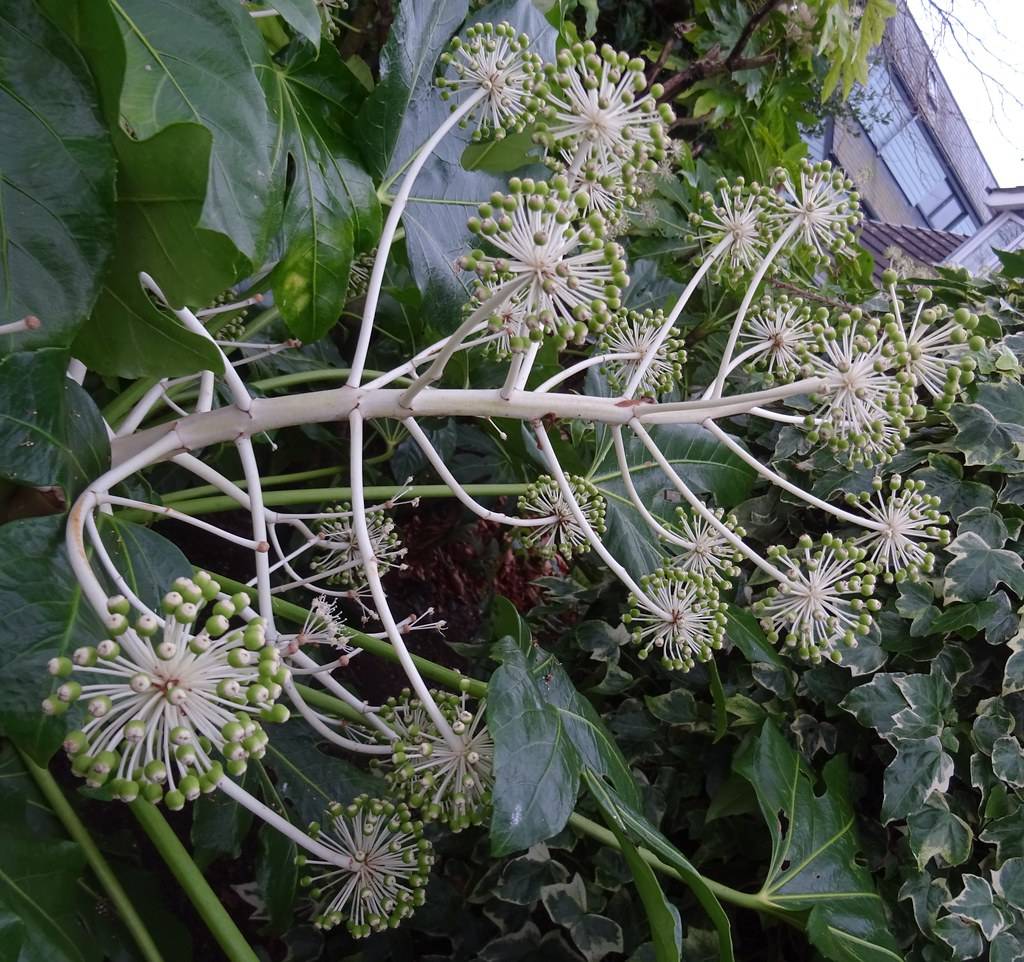 clusters of small creamy-white flowers and large, deep green leaves, white stems




