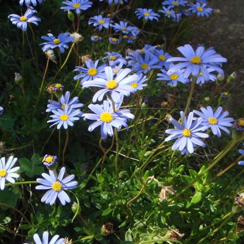 light-blue flowers with yellow center, green leaves and green-brown stems