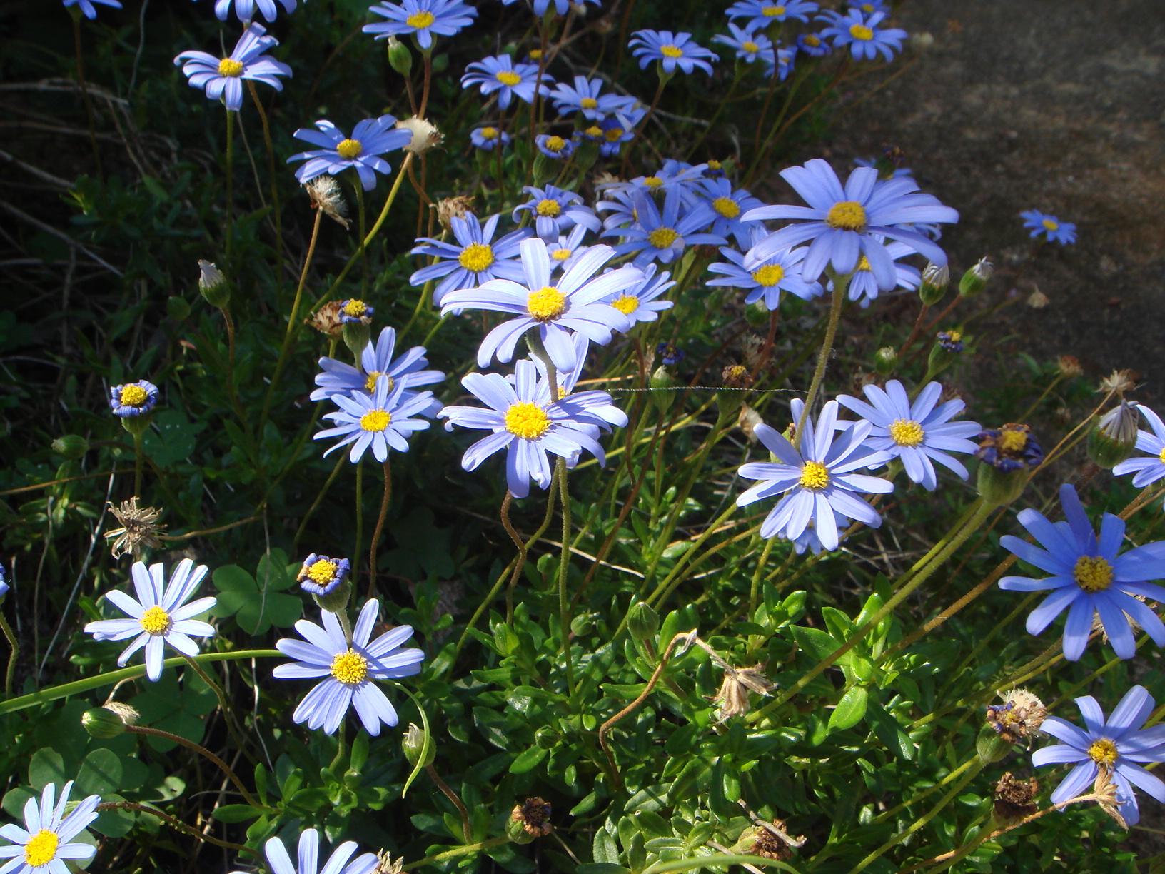 light-blue flowers with yellow center, green leaves and green-brown stems 