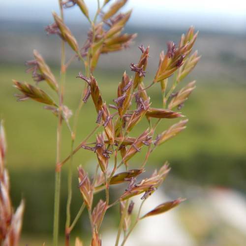 slender flower spikes with purple and golden brown color