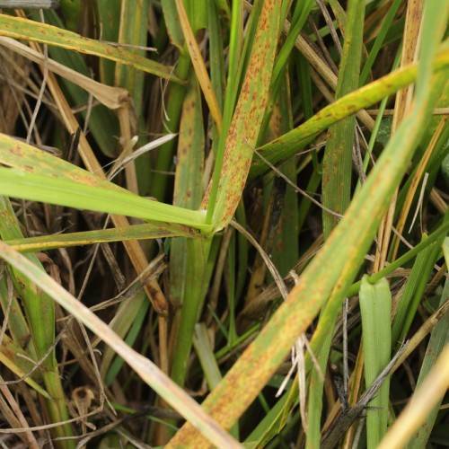 narrow, grass-like, green and rust colored leaves