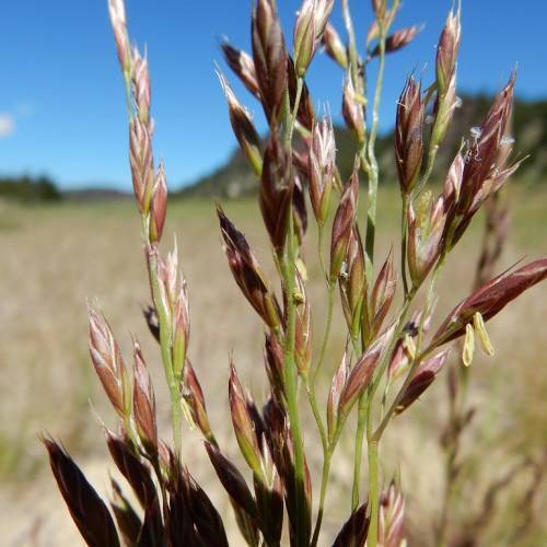 brownish-green flowers spike along olive green stem