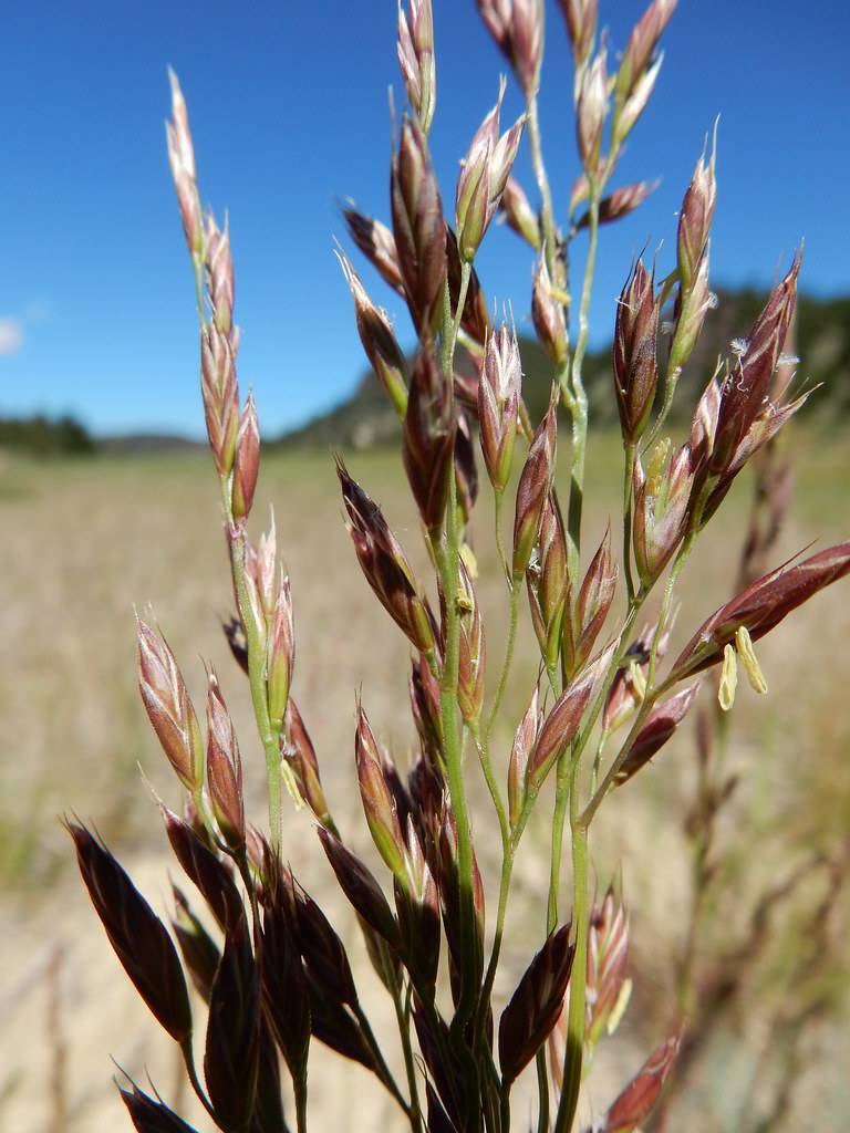 brownish-green flowers spike along olive green stem