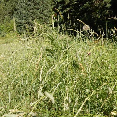 grass-like shrub with green, upright blades