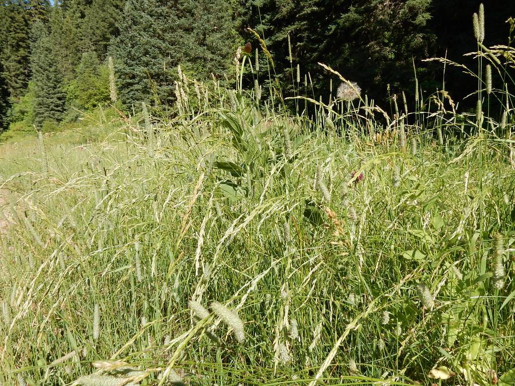 grass-like shrub with green, upright blades