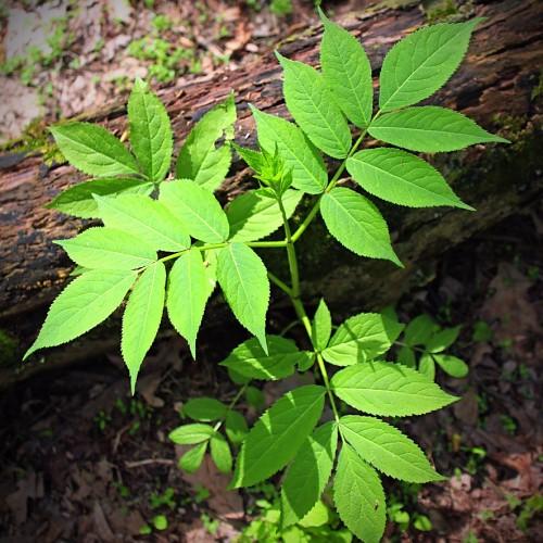 lush-green leaves and stems