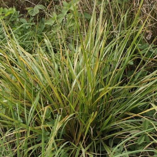 yellow-green, narrow, pointy, grass-like leaves
