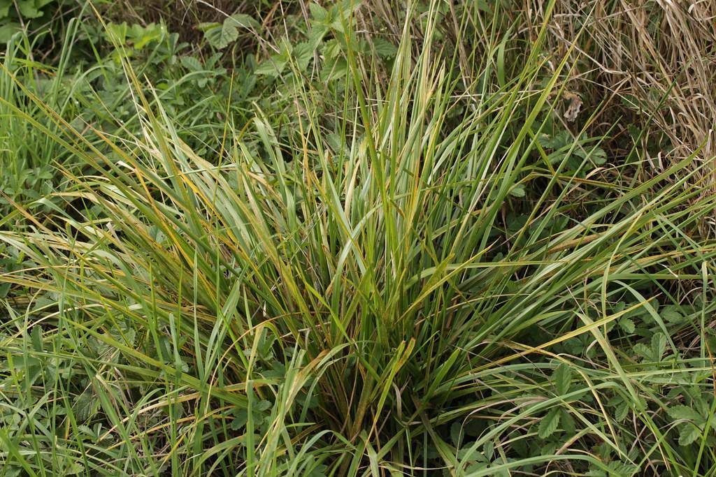 yellow-green, narrow, pointy, grass-like leaves