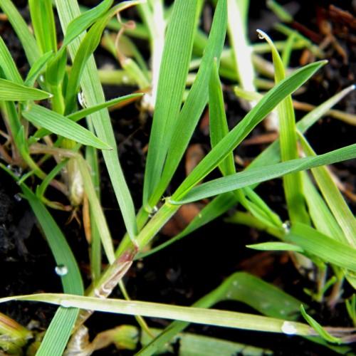 lime-beige leaves and stems