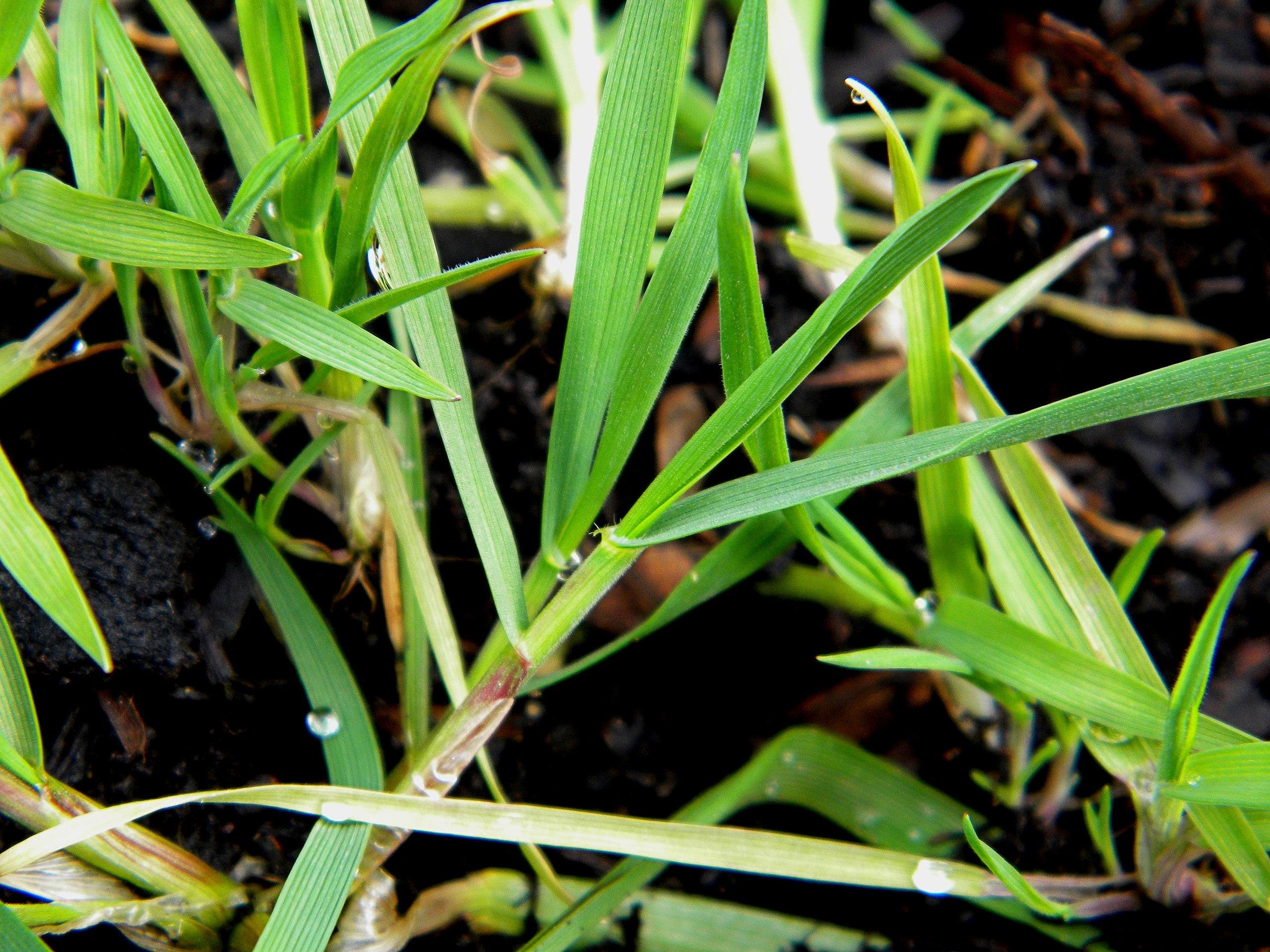 lime-beige leaves and stems 