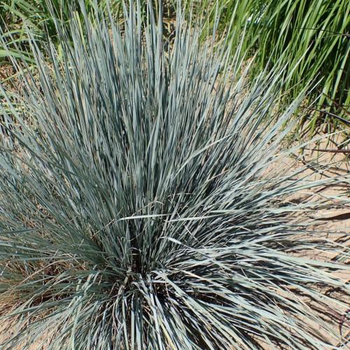 gray-green foliage