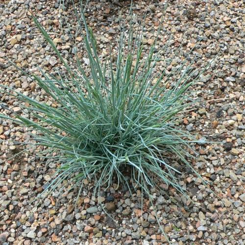 green foliage