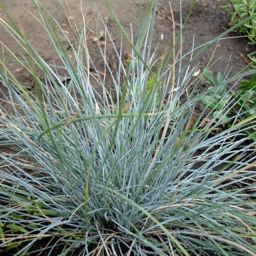 blue-green, long, narrow, grass-like leaves