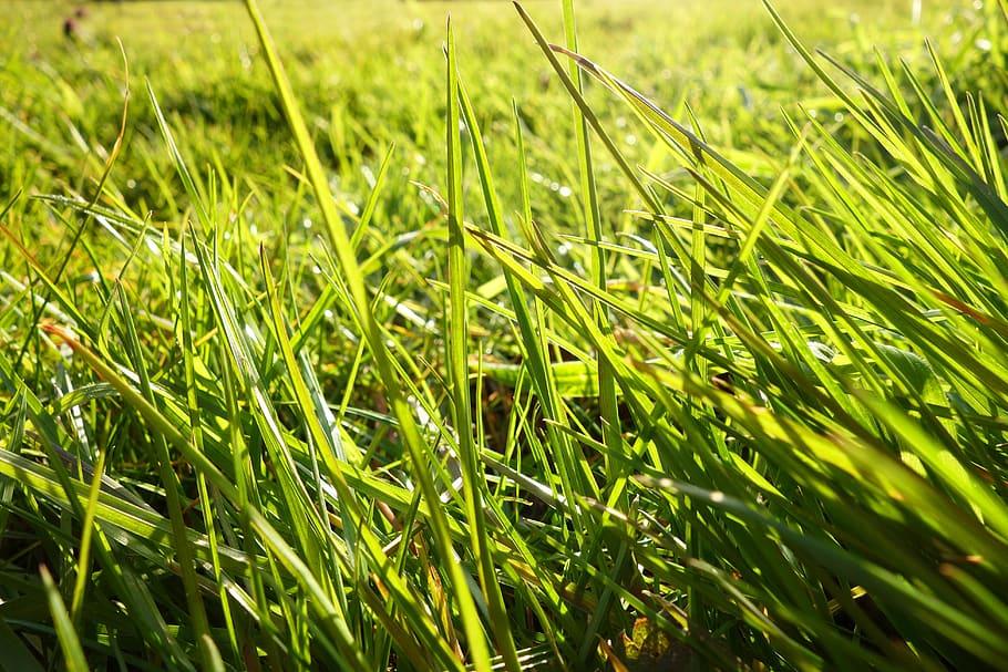 lime foliage and stems