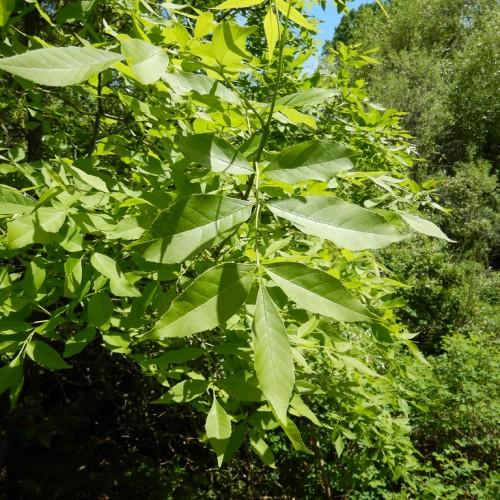 green leaves with green stems
