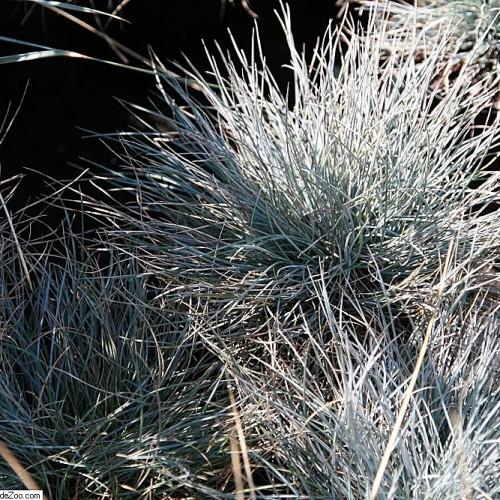 gray-green foliage with brown stems