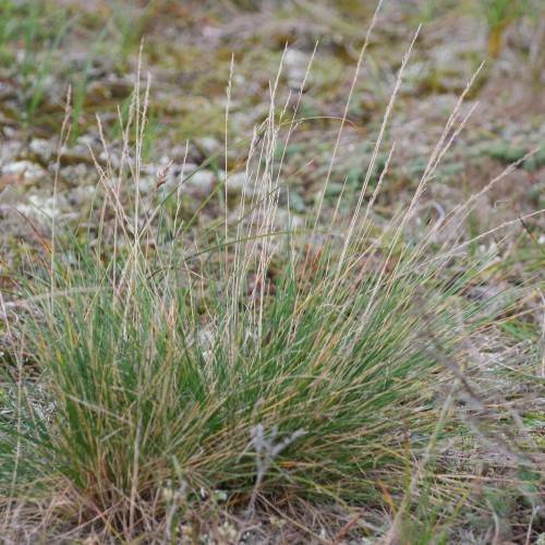 slender, golden-green leaves in clumping tufts
