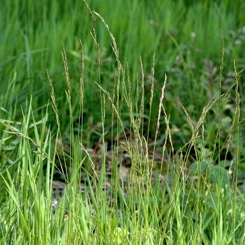 lime-green foliage and stems with lime spikelets