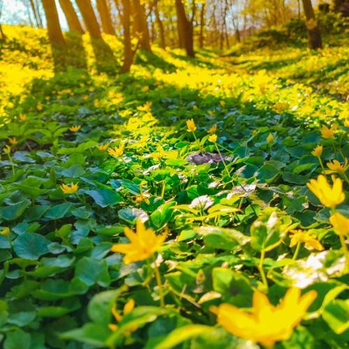 bright-yellow flowers, green leaves and yellow stems
