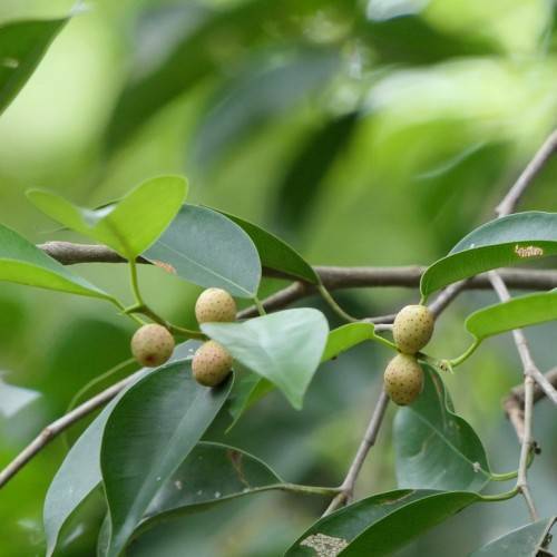 small, rounded, creamy white fruits along green leaves and dark brown stems