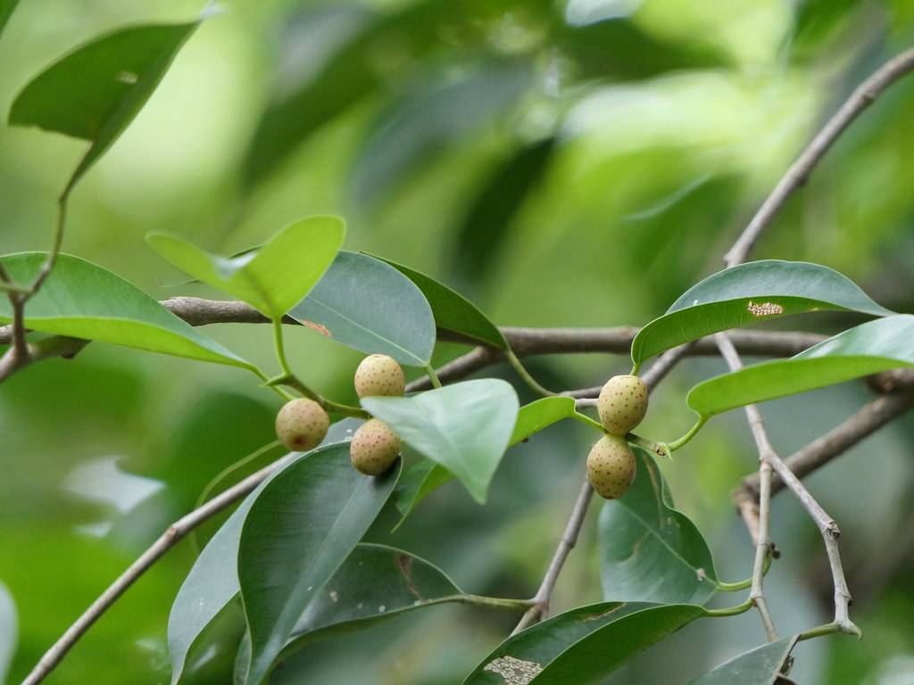 small, rounded, creamy white fruits along green leaves and dark brown stems