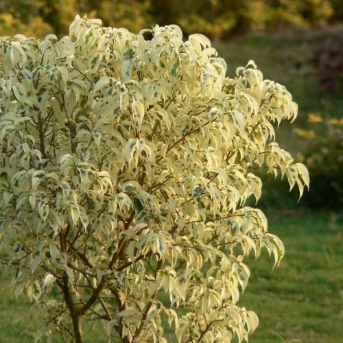yellow-green foliage with brown branches and trunk