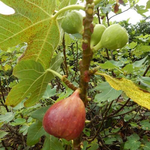 brownish-purple and green fruits with palmate-shaped olive green leaves