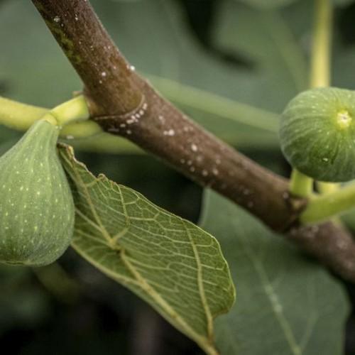 olive fruits with leaves, lime-yellow petioles and brown branches
